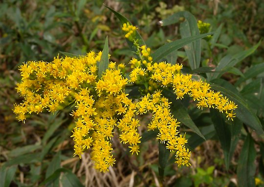 Goldenrod in Pagan Practices: Spiritual and Magical Uses of Nebraska’s State Flower